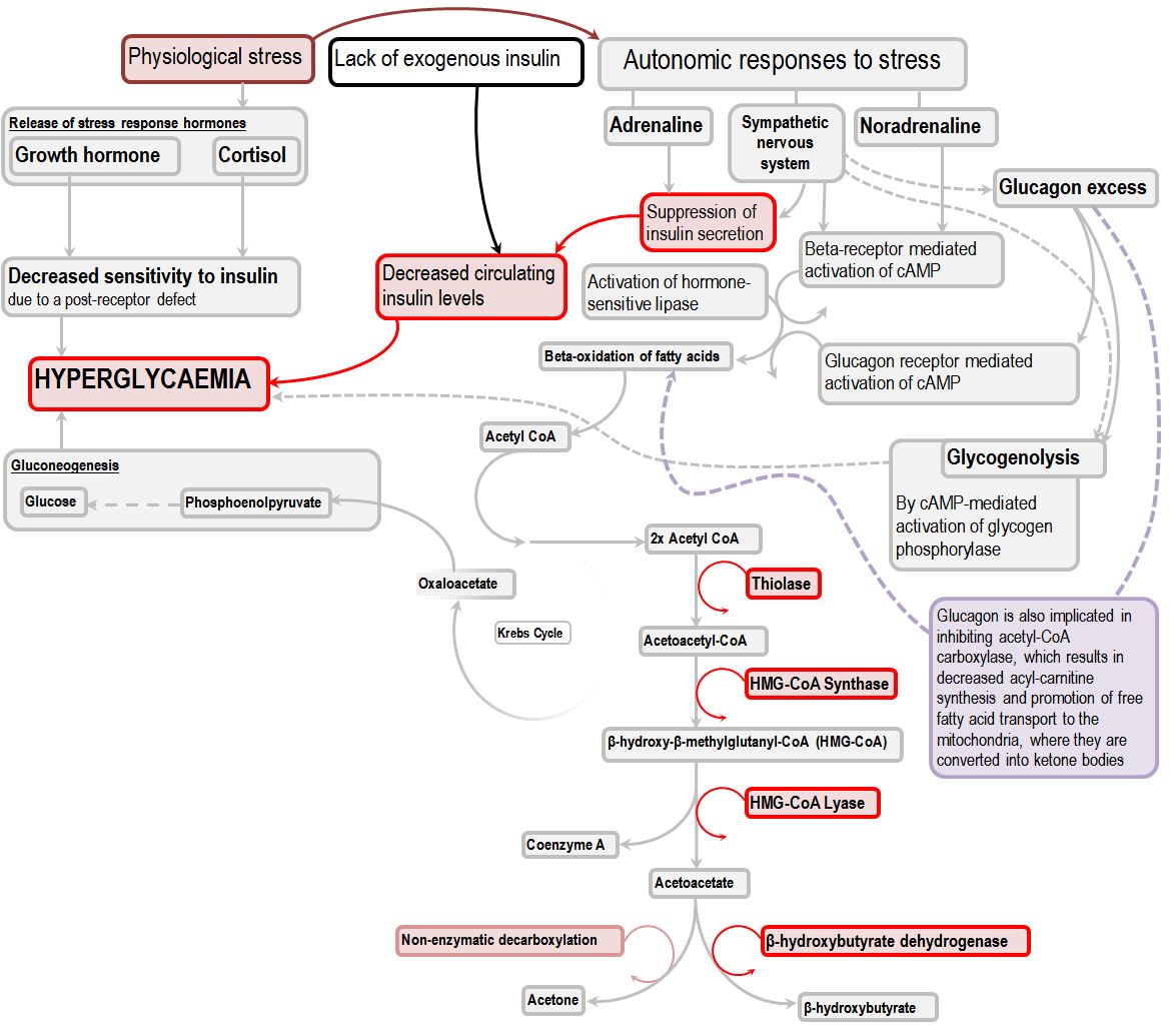 Diabetic ketoacidosis Deranged Physiology